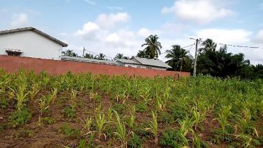 Abidjan immobilier | Terrain à vendre dans la zone de Assinie à 8 000 000 FCFA  | Abidjan-Immobilier.net